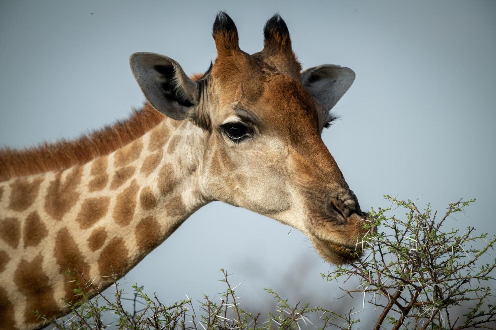 Gabus Safari Lodge Otavi Exteriör bild