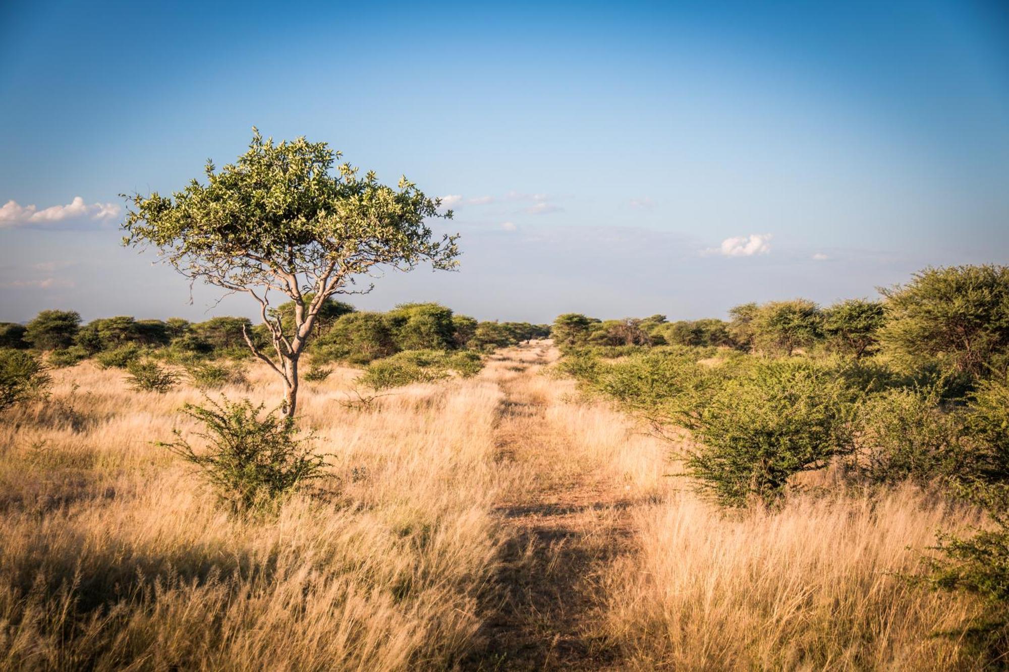 Gabus Safari Lodge Otavi Exteriör bild